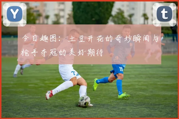 今日趣图：土豆开花的奇妙瞬间与枪手夺冠的美好期待